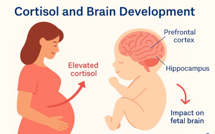 ნერვული სისტემის განვითარება პრენატალური პერიოდიდან